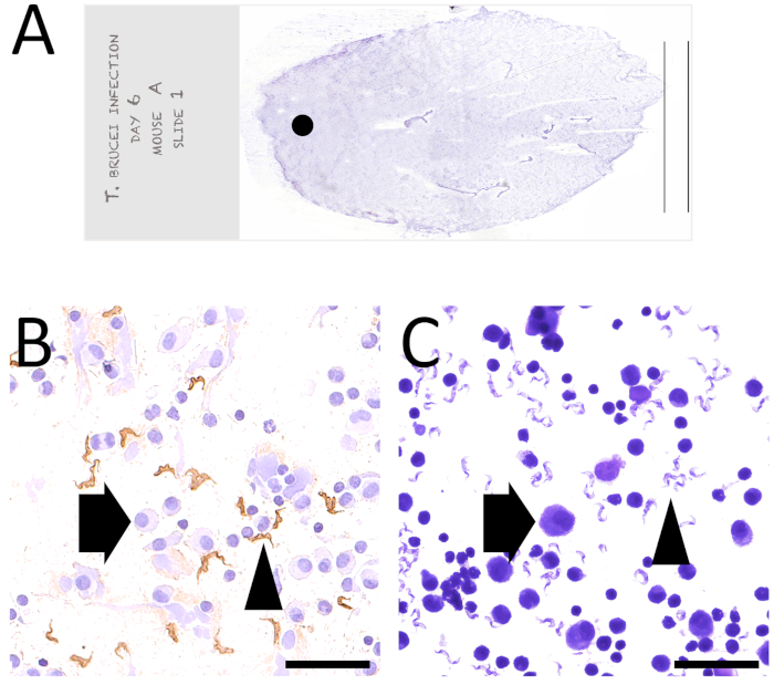 T. brucei infection microscopy; immunohistochemistry, histological analysis, slide comparison.