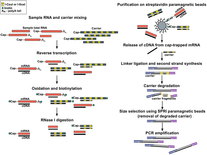figure-results-1 RNA processing diagram: reverse transcription, cDNA purification, linker ligation, PCR amplification.