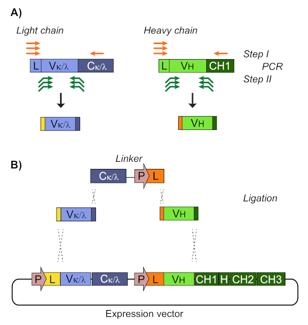 figure-results-2 Antibody gene cloning diagram; includes PCR and ligation steps for expression vector assembly.
