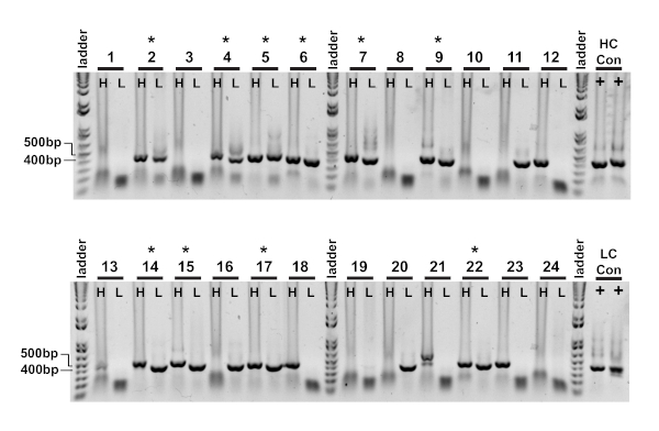 figure-results-3 Electrophoresis results showing DNA ladder and bands at 400bp-500bp, used for DNA fragment analysis.