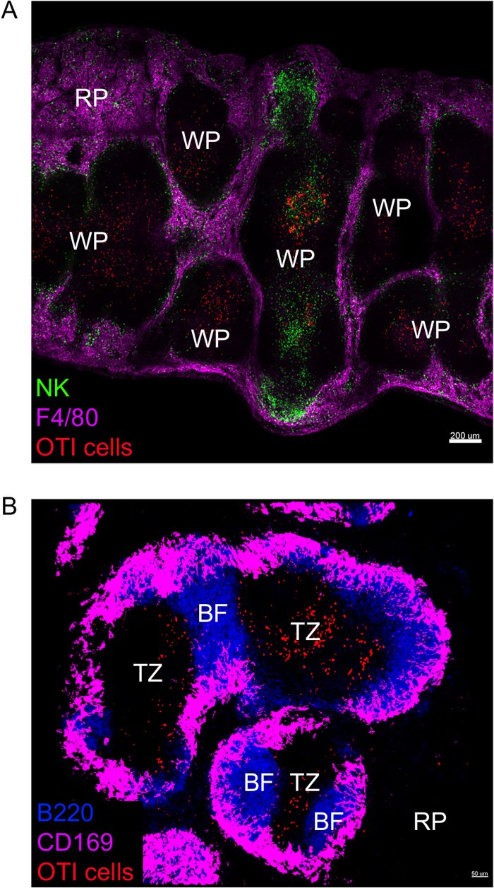 figure-results-1 Spleen immunofluorescence showing NK cells, F4/80 macrophages, and OTI cells distribution.