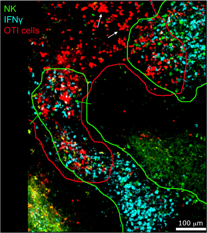 figure-results-5 Immunofluorescence diagram; NK, IFNγ, OTI cells interaction analysis; microscopy visualization.