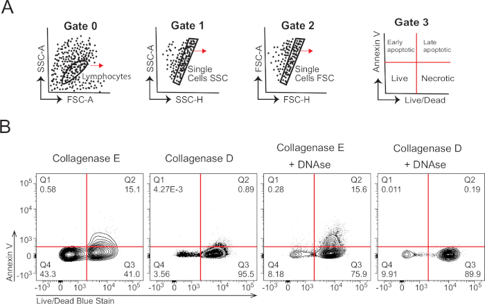 figure-results-1 Flow cytometry diagram, gating method for cell sorting, apoptosis analysis, live/dead staining.