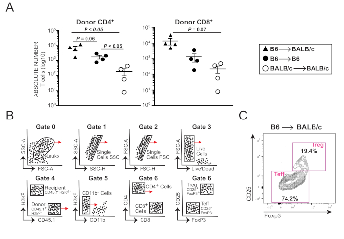 figure-results-2 Flow cytometry analysis diagram detailing CD4+ and CD8+ T cell distribution, gating strategy, and statistical data.