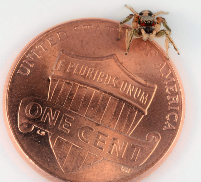 Jumping spider on penny for scale, demonstrating small arthropod size comparison.