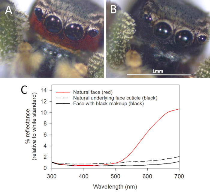Spider face images; reflectance spectrum graph of natural vs black makeup; optical analysis.