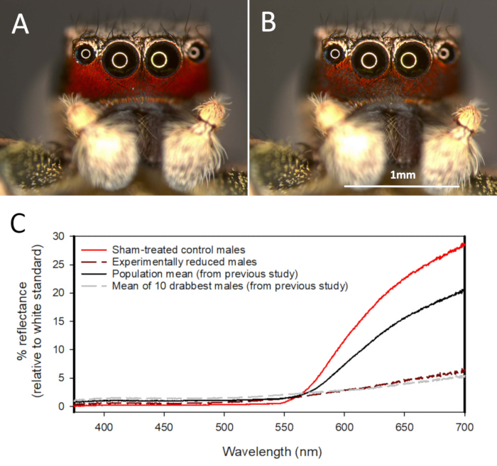 Jumping spider facial comparison; reflectance spectrum graph; color perception study.