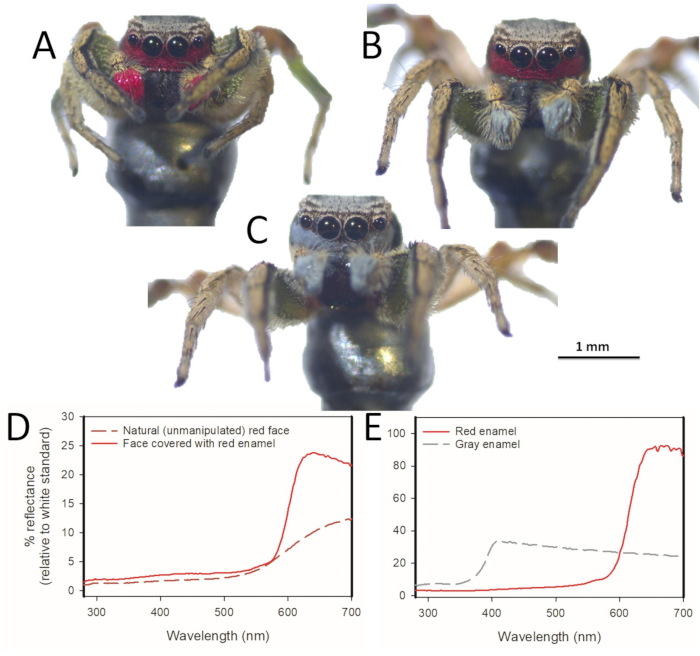 Spider facial coloration and reflectance analysis using spectral graphs; comparison of natural vs. enamel.