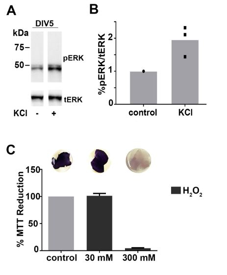 pERK/tERK expression analysis; Western blot, KCl treatment, MTT reduction assay; experimental results.
