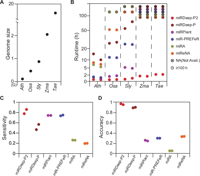 Genome size, tool runtime, sensitivity, accuracy analysis; comparative miRNA prediction diagrams.