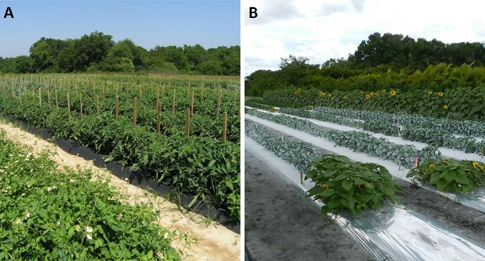 Agricultural comparisons; A: traditional farming, B: plastic mulch method; crop yield study.