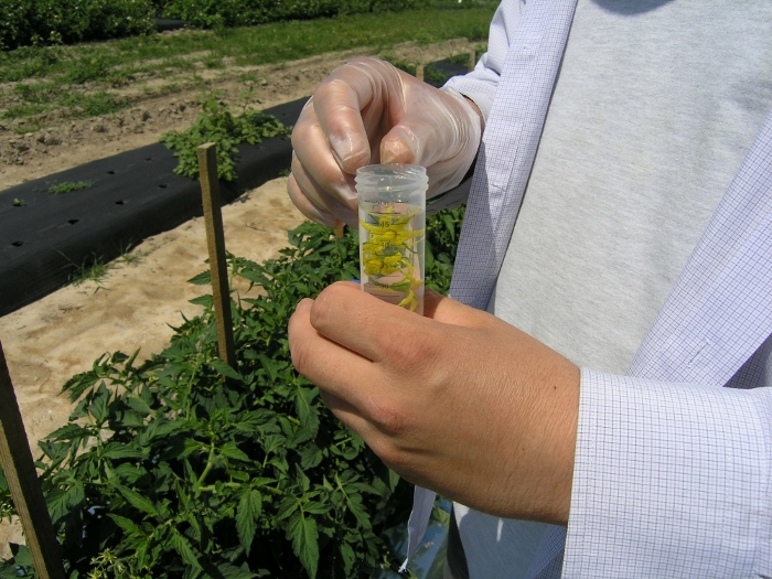 Agricultural experiment with test tube, plant samples for genetic analysis in a field setting.