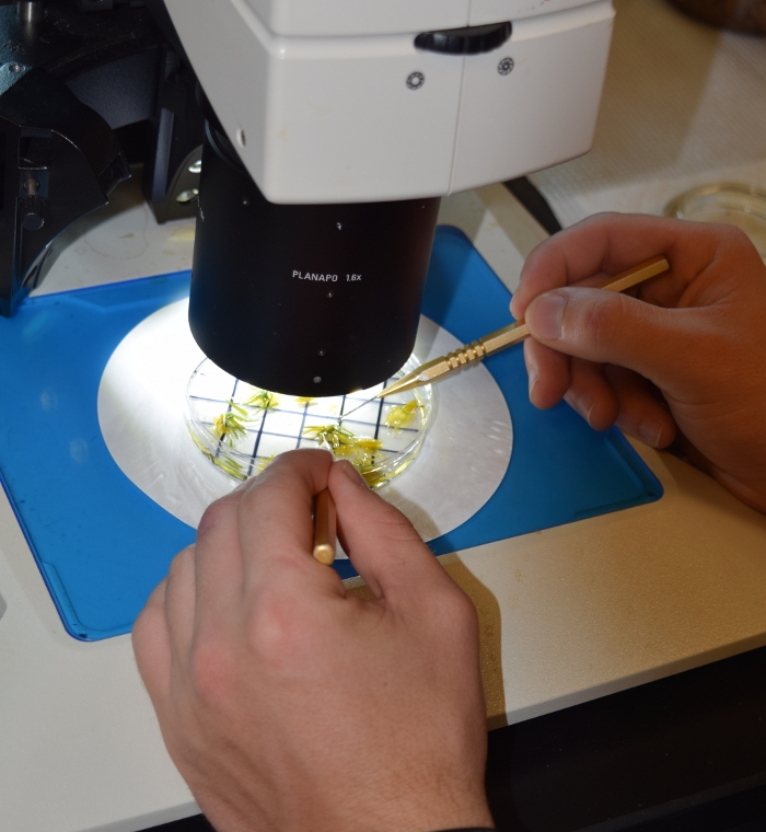 Microscopy experiment with plant samples in Petri dish under stereomicroscope, hands manipulating.