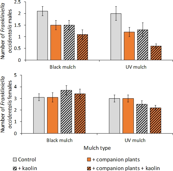 figure-results-1 Frankliniella occidentalis counts, males and females, bar chart; black vs. UV mulch effects.