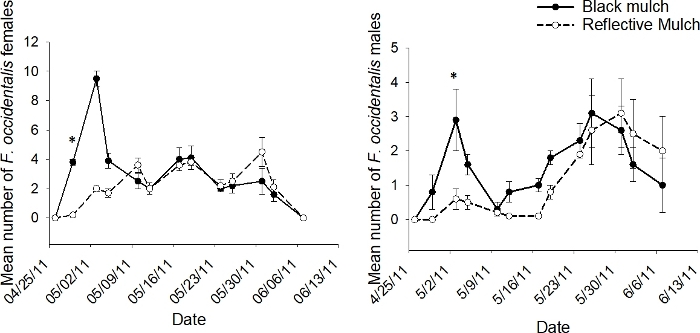 figure-results-2 Brassica pest population dynamics graph; impact of mulch types on thrips density; experiment results.