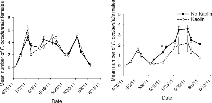 figure-results-3 Population dynamics chart: F. occidentalis males vs. females, Kaolin treatment effect analysis.
