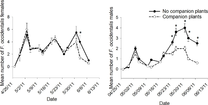 figure-results-4 Line graphs comparing mean number of F. occidentalis on companion vs. no companion plants over time.