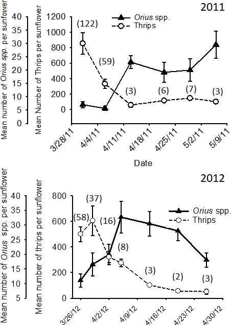 figure-results-5 Orius spp. vs Thrips graph; population analysis on sunflower, 2011–2012 study, error bars shown.