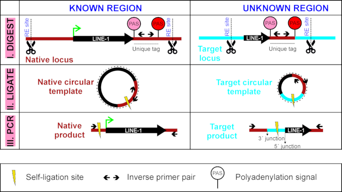figure-results-1 Gene editing process diagram with digest, ligate, PCR; displays loci mapping and circular DNA templates.
