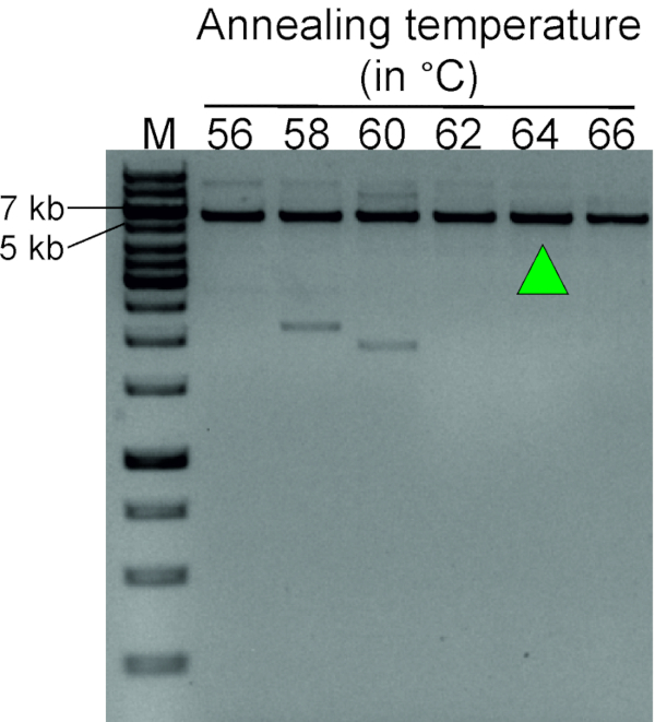figure-results-3 PCR gel electrophoresis diagram; DNA band pattern at varying annealing temperatures; 5 kb, 7 kb markers.