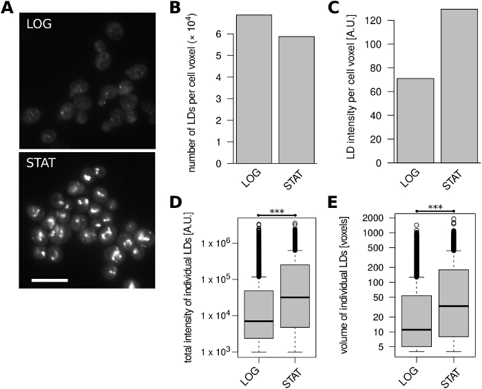 figure-results-4 Lipid droplet analysis; microscopy images, bar chart, box plots; comparing LOG and STAT cell phases.