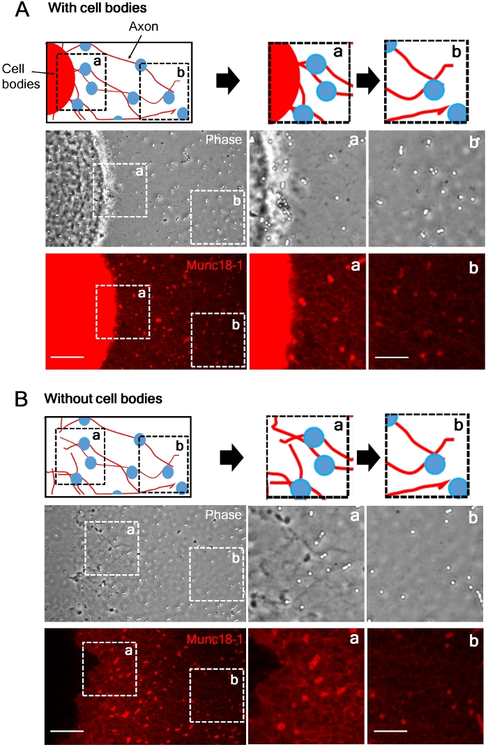 figure-results-2 Neuron axon diagram; microscopy images show Munc18-1 protein distribution; cellular structure analysis.
