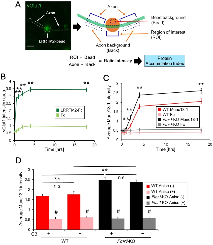 figure-results-4 Protein accumulation index; microscopy and graph analysis; axon-synapse interaction study.