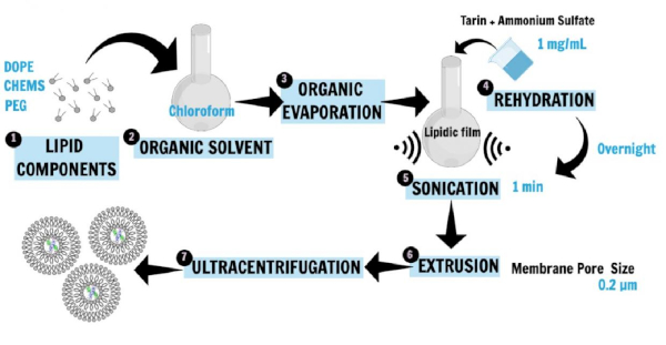 Lipid nanoparticle synthesis diagram; rehydration, sonication, extrusion for drug delivery study.