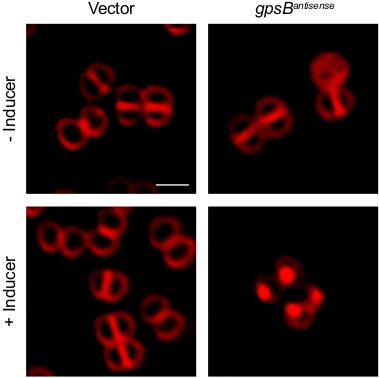 Bacterial cell fluorescence microscopy; inducer effect on cell structure, protein expression analysis.