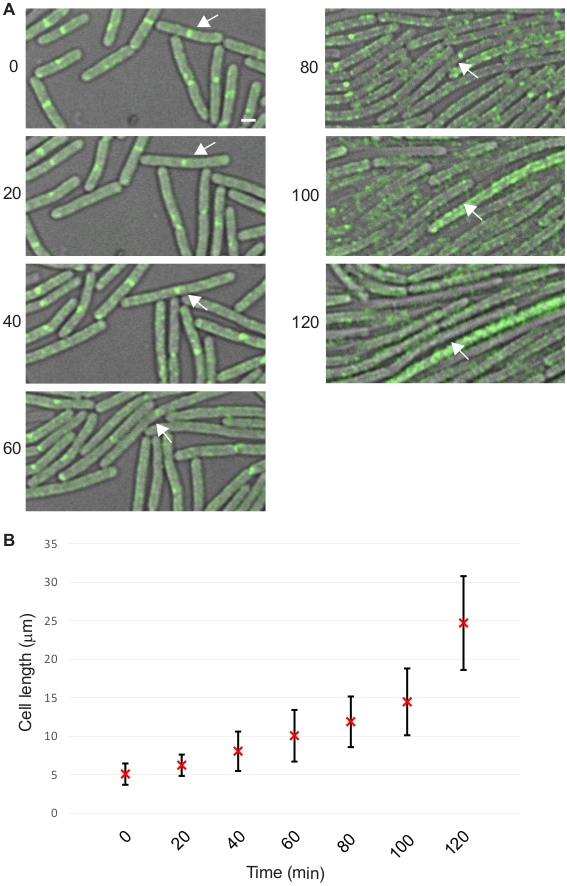 Time-lapse cell growth process, fluorescence microscopy, cell division, graph of cell length vs. time.