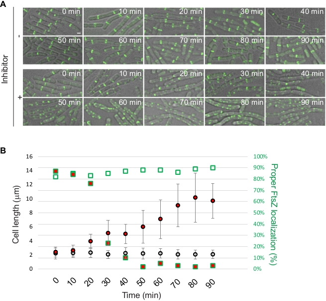 Bacterial cell division analysis, microscopy images, FtsZ localization, inhibitor effect over time, graph results.