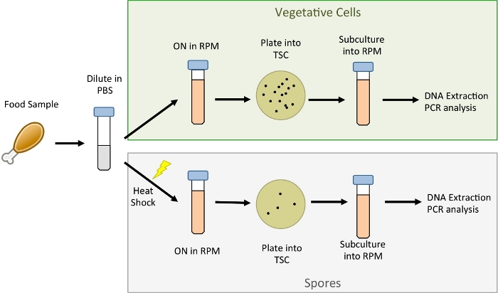 figure-results-1 Food sample PCR analysis workflow diagram for DNA extraction from cells/spores via heat shock method.