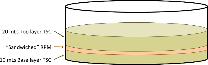 figure-results-2 Layered gel electrophoresis diagram; TSC and RPM layers for DNA separation in petri dish.