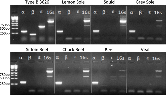 figure-results-3 Electrophoresis results; DNA bands; species identification; gel diagram; 250-750bp ladder.