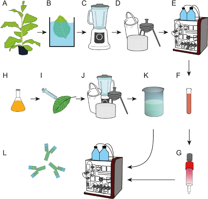 Plant extraction to antibody purification process diagram; chromatography system, protein analysis.