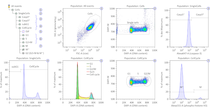figure-results-2 Flow cytometry analysis diagrams; DNA content, cell cycle, and apoptosis detection in cell populations.