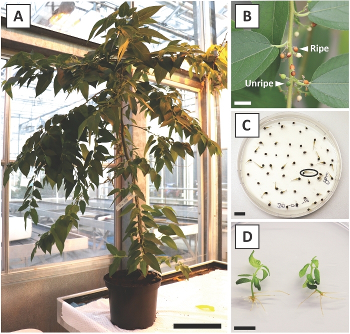 figure-results-1 Potted tree growth, fruit ripening stages, seed germination in petri dish, seedling development.