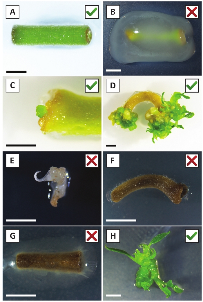 figure-results-2 Plant tissue culture stages, microscopy; callus formation, regeneration; experimentation results.