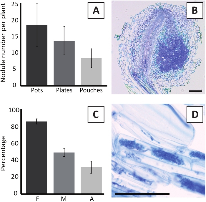 figure-results-6 Nodule formation chart, microscopy image of plant tissue, nitrogen fixation study results.