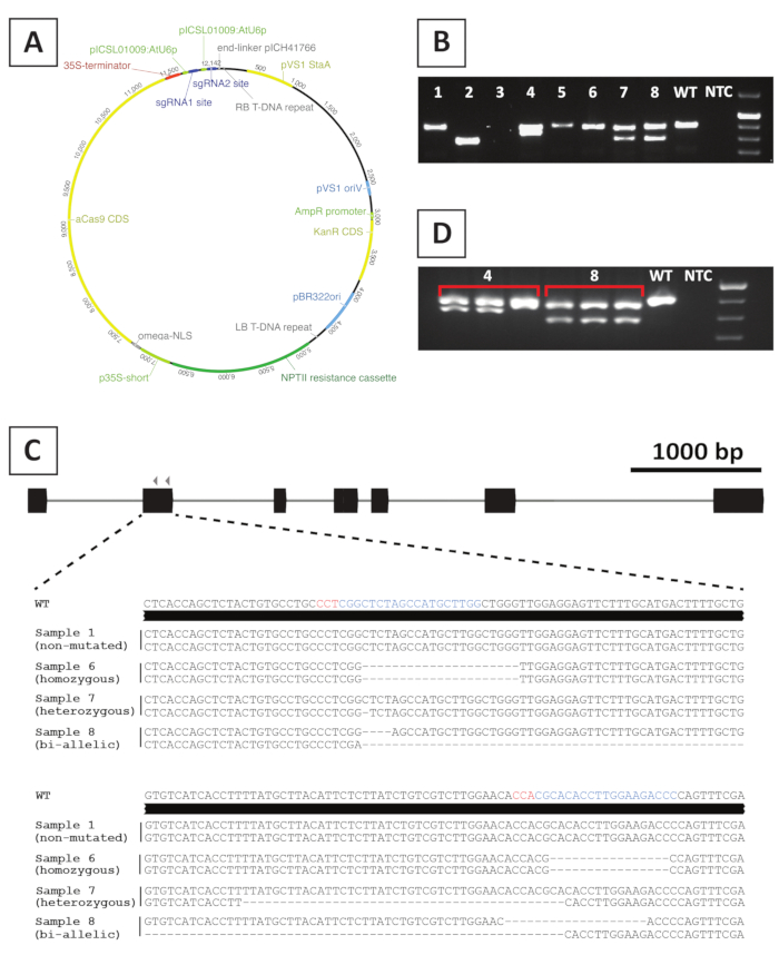 figure-results-4 CRISPR-Cas9 gene editing; plasmid map, gel electrophoresis, sequence analysis; bi-allelic mutation.