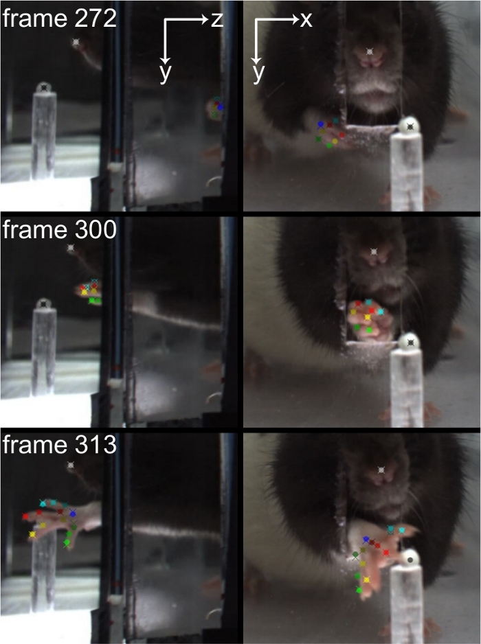 Object Placement Task Rats Automated Rat Single-Pellet Reaching with 3-Dimensional Reconstruction ...