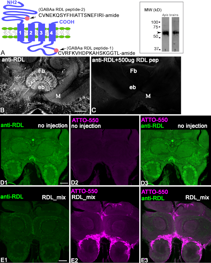 figure-results-1 Molecular diagram and immunostaining results of GABAA RDL receptor in Apis brains, analyzing protein localization via anti-RDL and ATTO-550 markers.