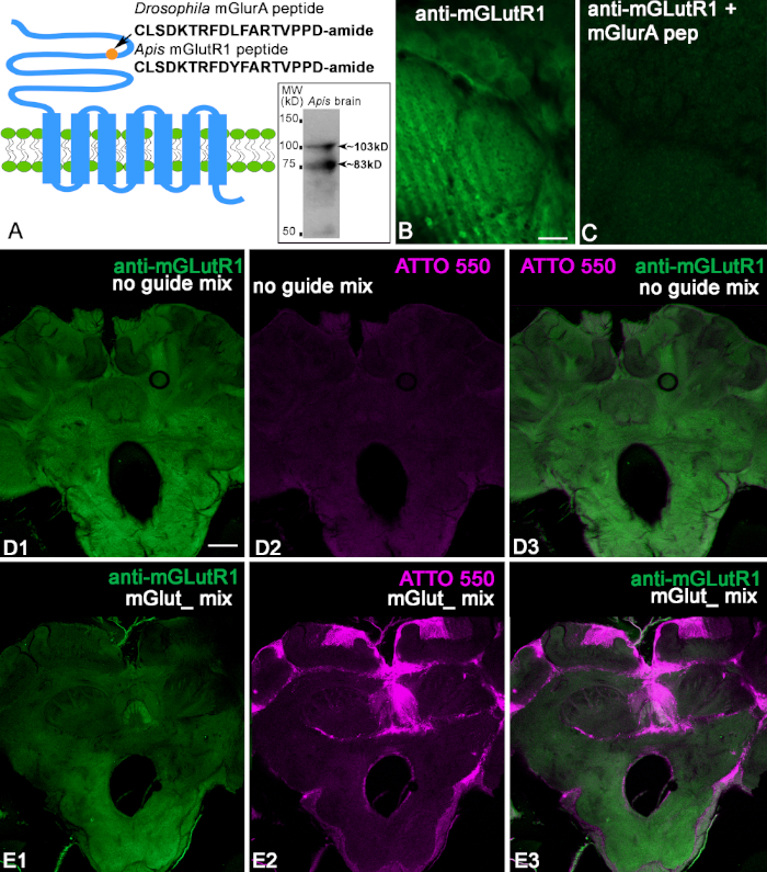 figure-results-2 Drosophila mGluR1 peptide analysis, electrophoresis, fluorescence microscopy results, peptide assays.
