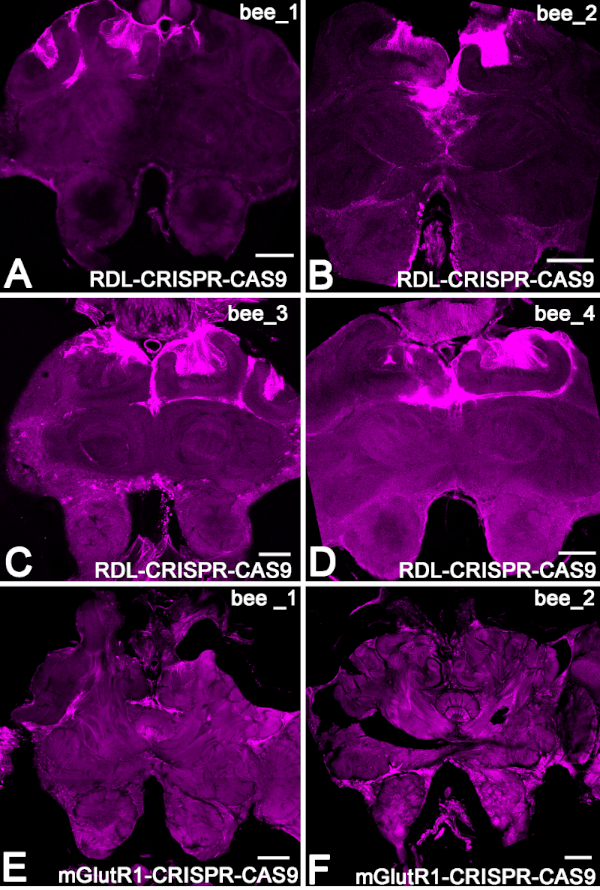 figure-results-4 CRISPR-Cas9 brain section microscopy, RDL and mGlutR1 expression in bees, fluorescence analysis.