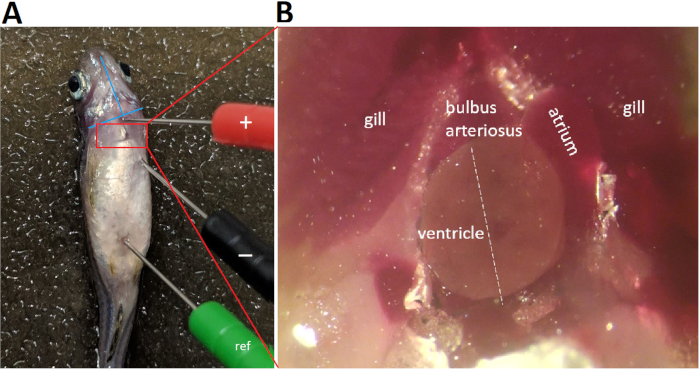 figure-results-4 Fish heart anatomy with electrodes; dissection details in micrograph for cardiac study and analysis.