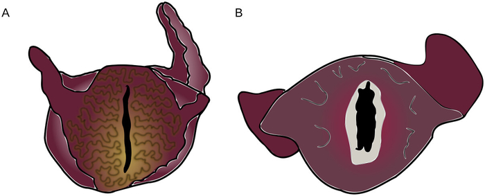 figure-protocol-1 Diagramma in sezione trasversale dell'anatomia vegetale, che mostra il confronto della struttura interna; illustrazione educativa.