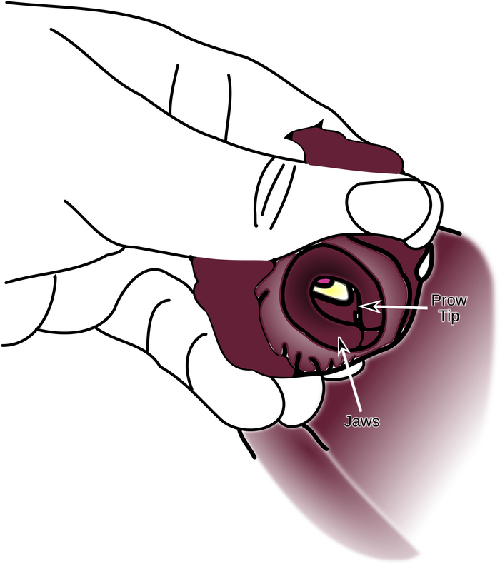 figure-protocol-2 Mano che tiene una mascella di hagfish; diagramma etichettato che mostra la punta di prua e le mascelle; studio anatomico.