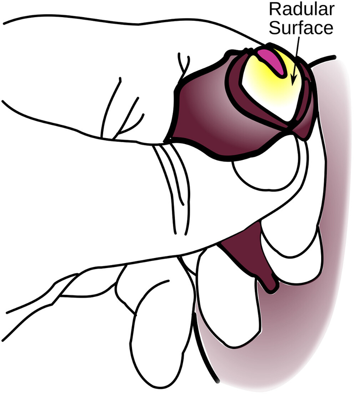 figure-protocol-3 Mano che illustra l'esame della superficie radulare; diagramma di anatomia biologica per studio di ricerca.