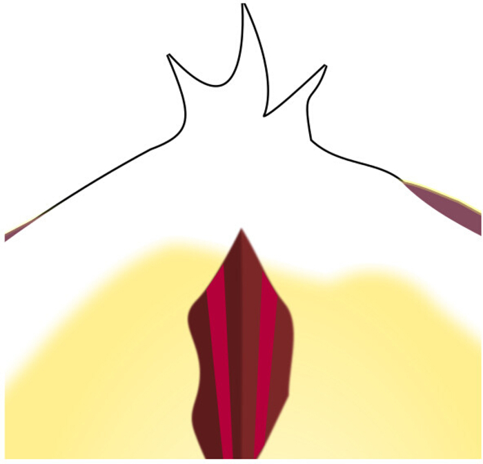figure-protocol-5 Diagramma di anatomia muscolare che mostra struttura e strati, rilevante per l'uso della ricerca educativa.
