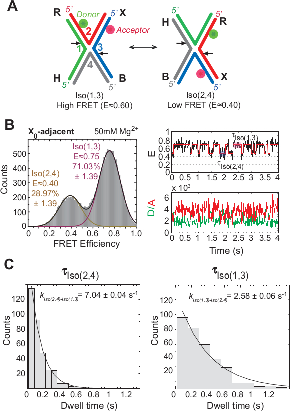 figure-results-2 FRET analysis diagram with efficiency histogram, time traces, and kinetic rate constants for isomer states.